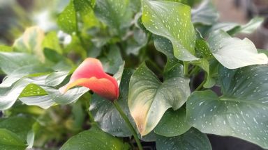 5 Orange Calla Lily Bulbs